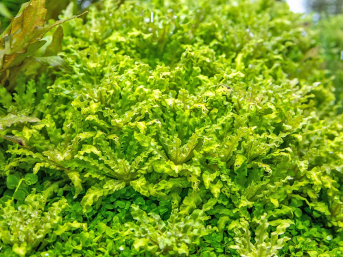 Kleiner Wasserstern - Pogostemon helferi in vitro